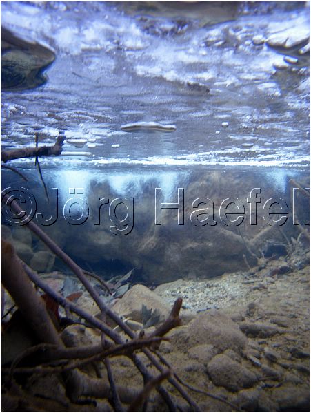090113_ErlenbacherTobel_10.jpg