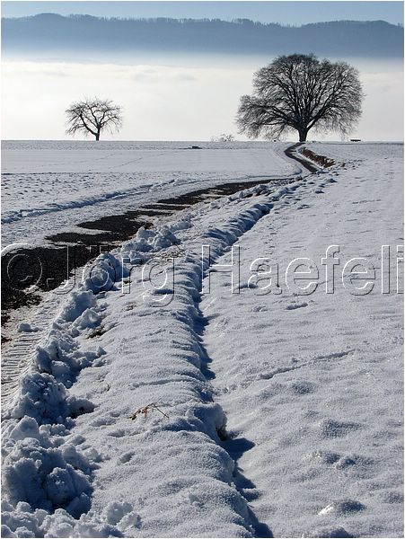 090113_Nebel_Wetzwil_01.jpg