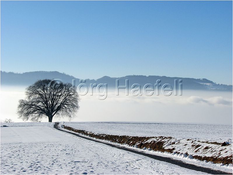 090113_Nebel_Wetzwil_02.jpg