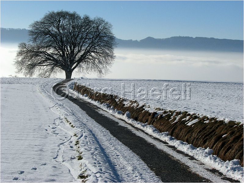 090113_Nebel_Wetzwil_03.jpg