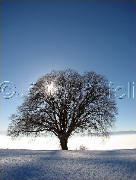 090113_Nebel_Wetzwil_06.jpg