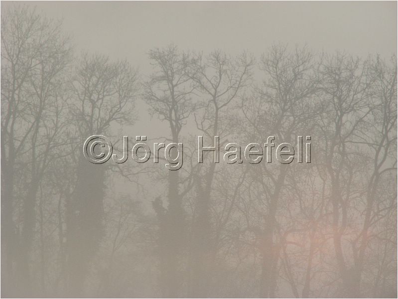 090113_Nebel_Wetzwil_10.jpg
