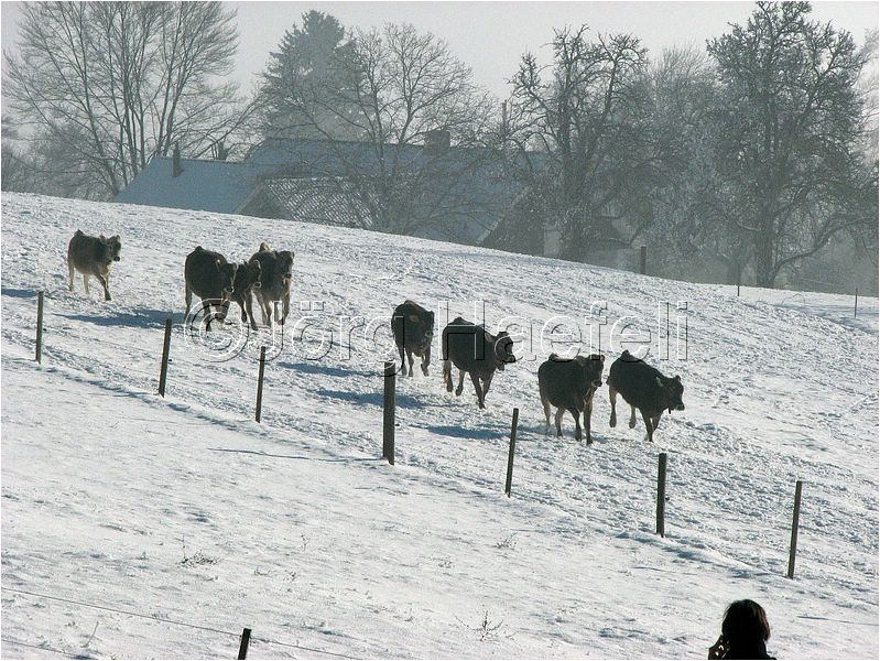 090113_Nebel_Wetzwil_11.jpg