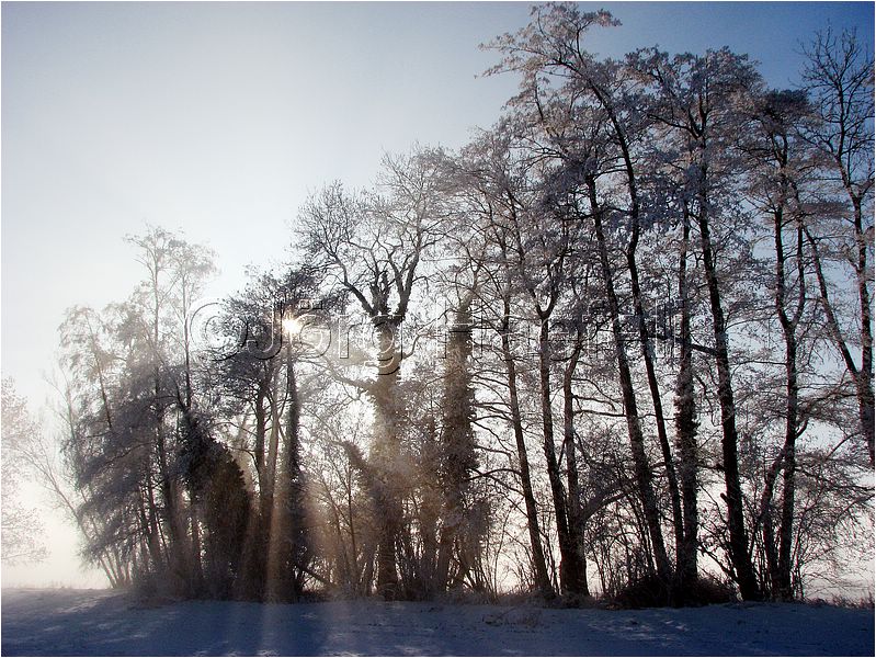090113_Nebel_Wetzwil_18.jpg