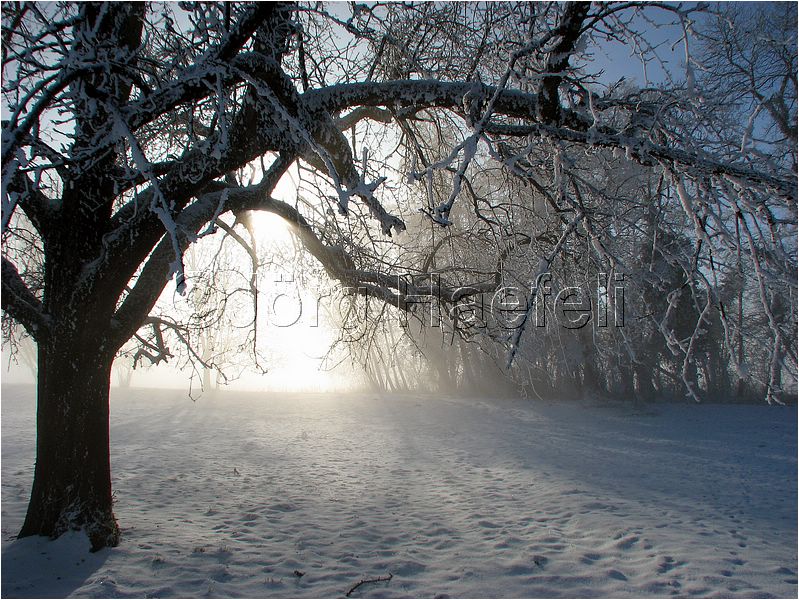 090113_Nebel_Wetzwil_24.jpg