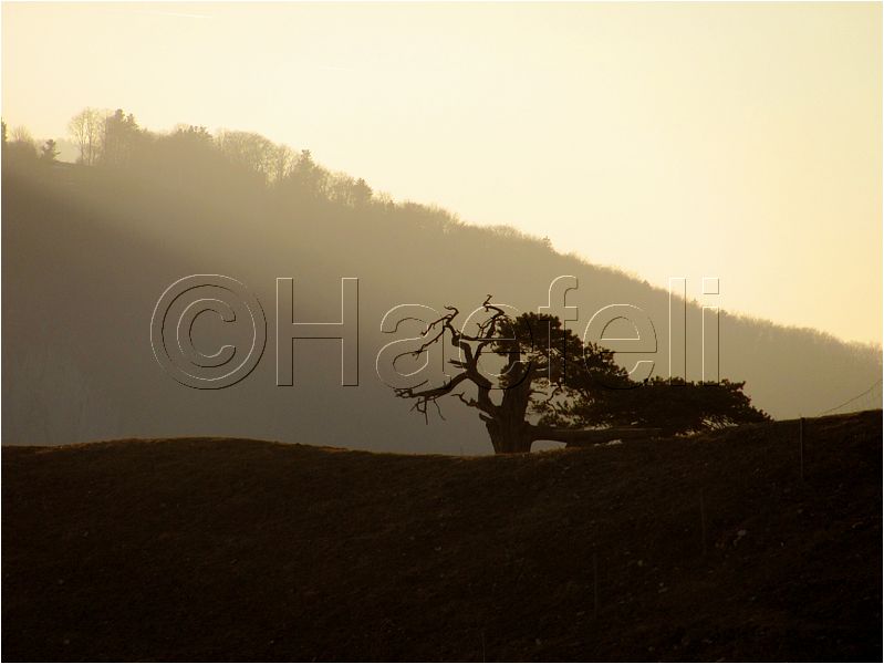 11_sunrise_set_100.jpg