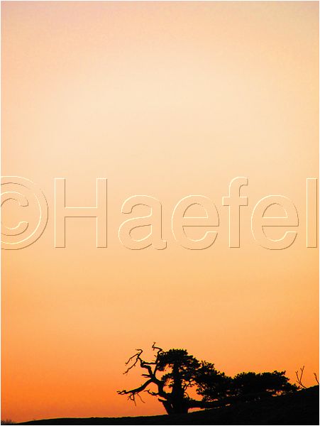 11_sunrise_set_125.jpg
