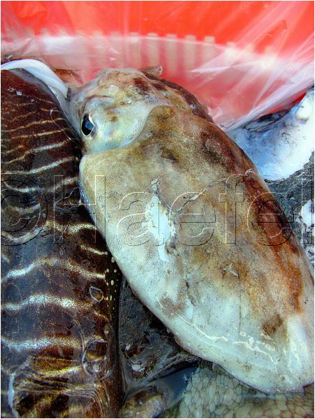01_stmandrine_102.jpg
