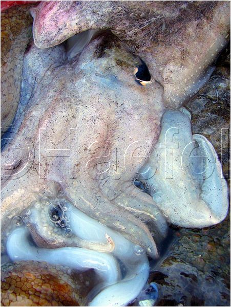 01_stmandrine_103.jpg