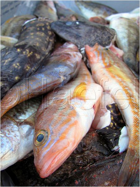 01_stmandrine_106.jpg