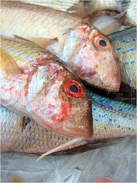 01_stmandrine_107.jpg