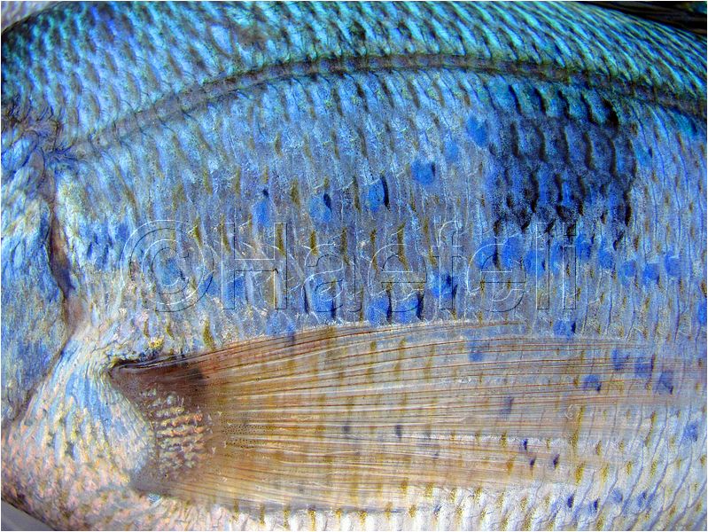 01_stmandrine_108.jpg