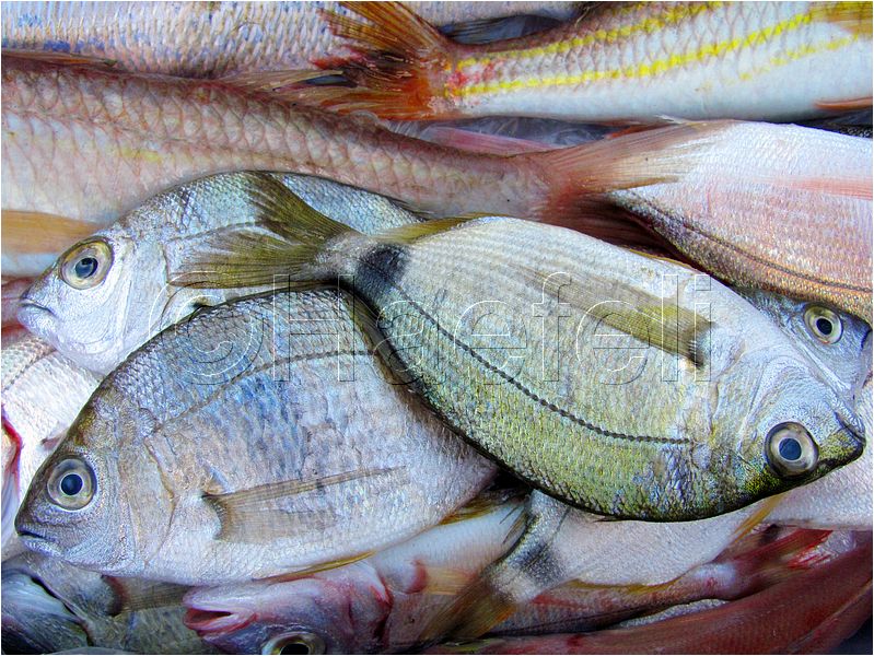 01_stmandrine_109.jpg