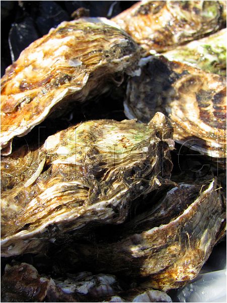01_stmandrine_110.jpg