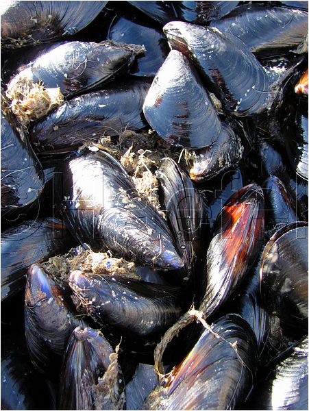 01_stmandrine_111.jpg