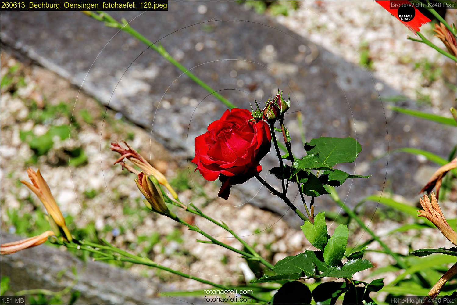 260613_Bechburg_Oensingen_fotohaefeli_128.jpeg