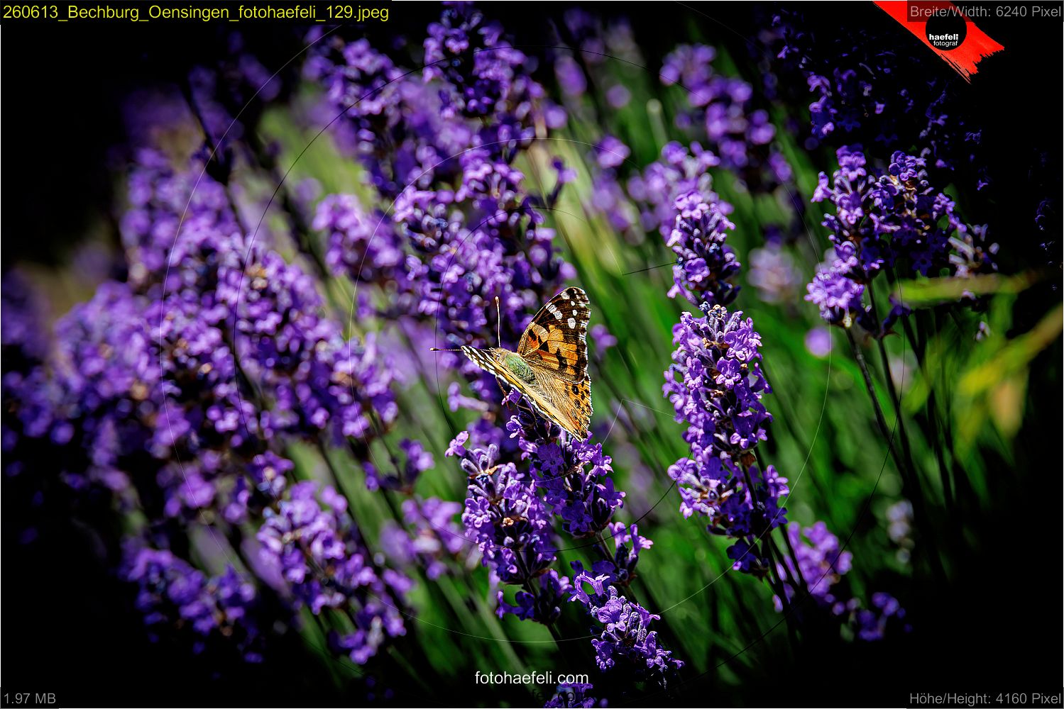260613_Bechburg_Oensingen_fotohaefeli_129.jpeg