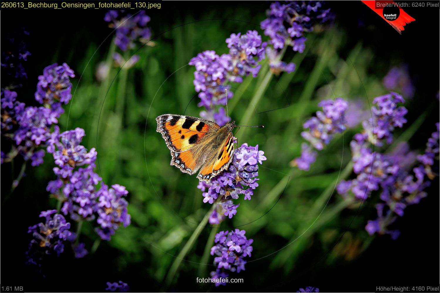 260613_Bechburg_Oensingen_fotohaefeli_130.jpeg
