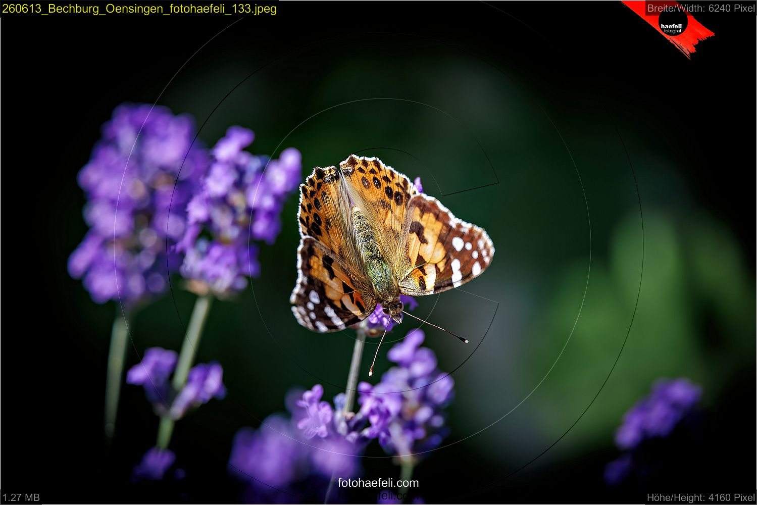 260613_Bechburg_Oensingen_fotohaefeli_133.jpeg