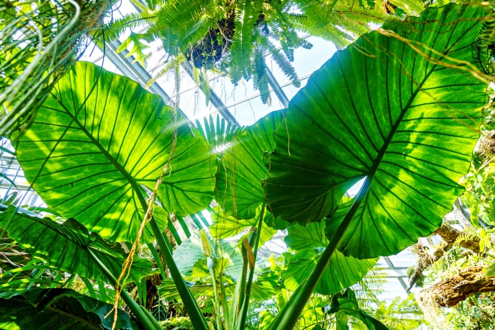 boga genf, botanischer garten conservatoire geneve, geneva, fotohaefeli, jardin botanique genève