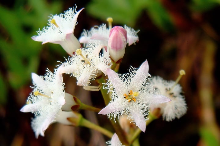 boga bern, botanischer garten bern, fotohaefeli