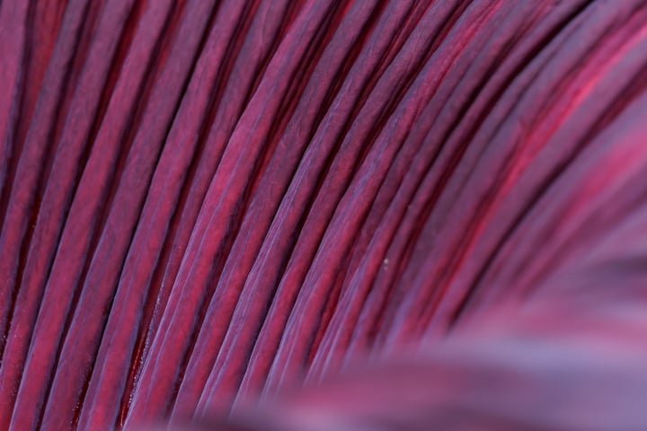 botanischer garten, amorphophallus titanum, titanwurz, fotohaefeli, boga uni zürich