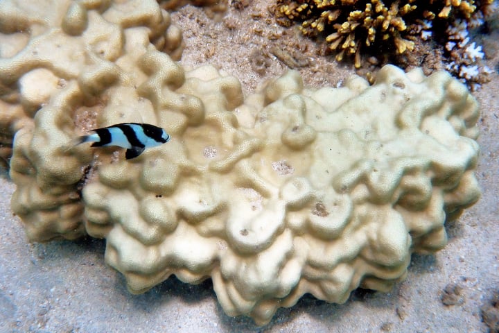 nosi tanikely, madagascar, dive, scuba, tauchen, unterwasserfotografie, fotohaefeli, unterwasseraufnahmen