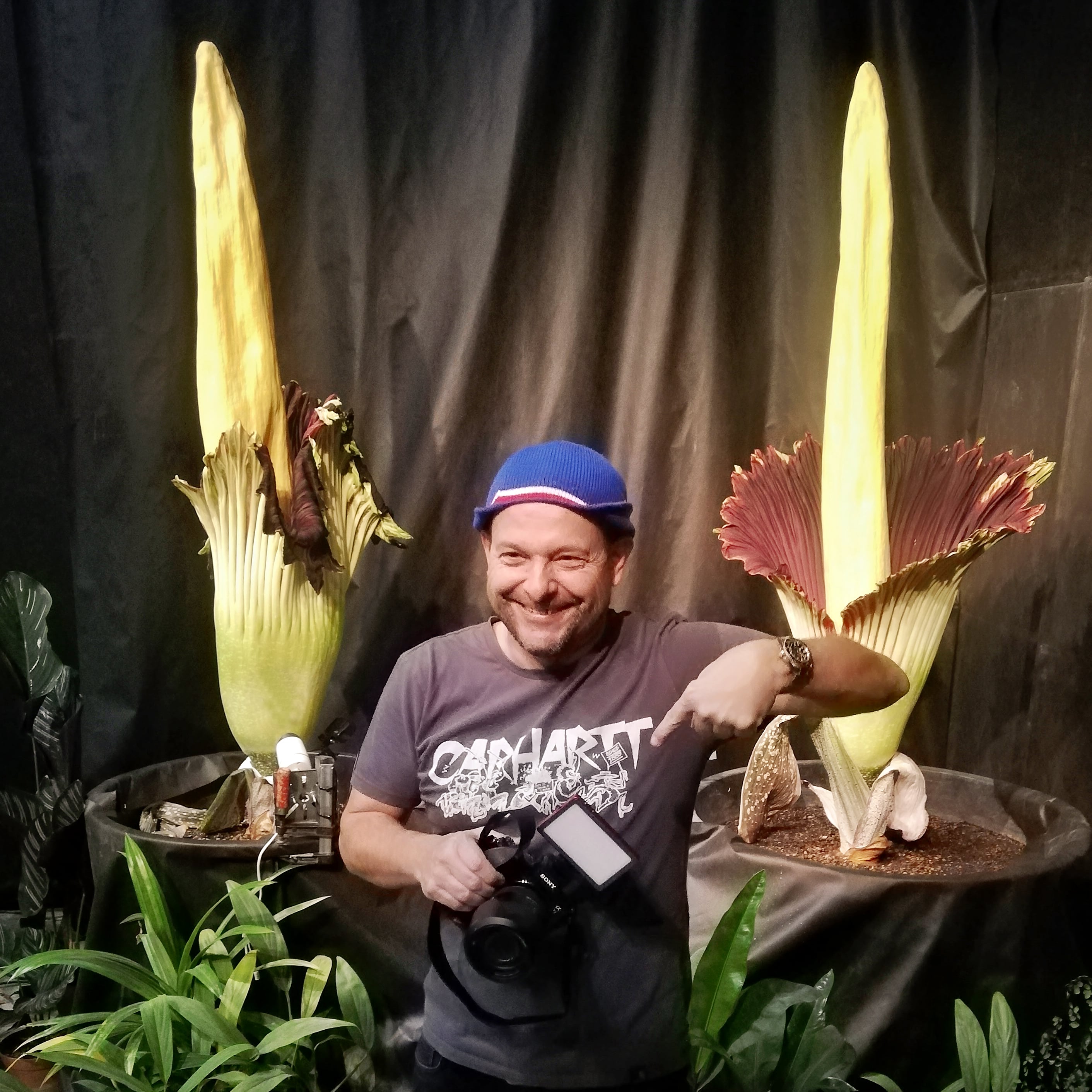 titanwurz amorphophallus titanum papiliorama kerzers fotohaefeli