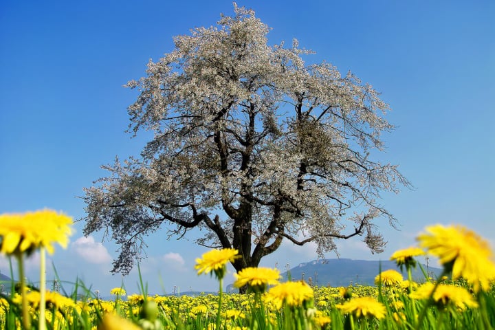 natur, Jahreszeiten, 4seasons, Frühling, sommer, herbst, winter, fotohaefeli