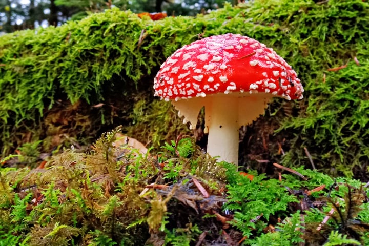natur, Jahreszeiten, 4seasons, Frühling, sommer, herbst, winter, fotohaefeli
