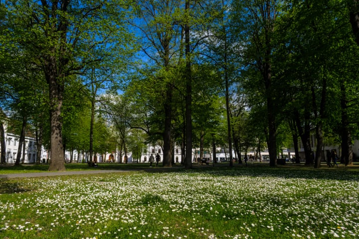 basel, park, grün, frühling, fotohaefeli