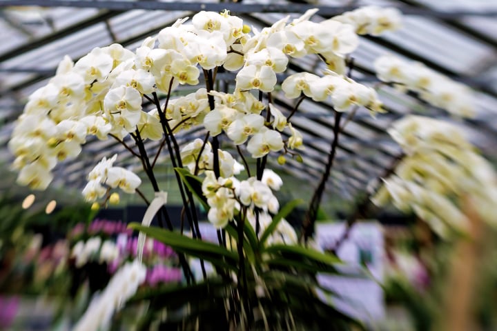 phalaenopsis, wyss zuchwil, orchidee, botanik, garten, fotohaefeli, blüte, blume