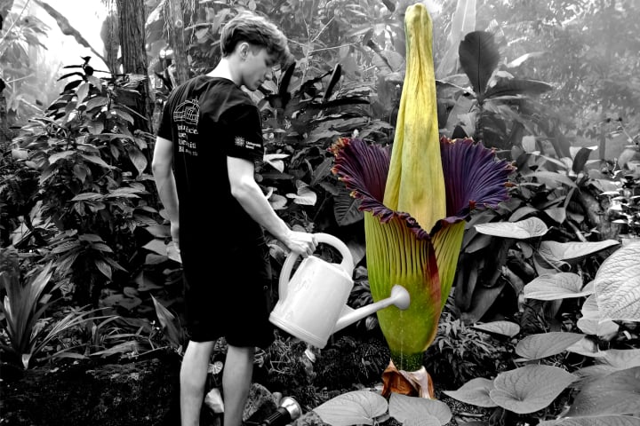 amorphophallus Titan, Titanwurz, Universität Basel, kerzers, botanischer Garten zürich, fotohaefeli